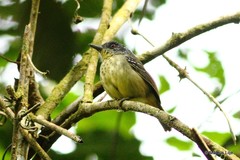 Dysithamnus stictothorax