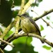 Spot-breasted Antvireo - Photo (c) markus lilje, some rights reserved (CC BY-NC-ND)