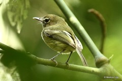 Hemitriccus orbitatus