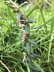 Odontites vulgaris