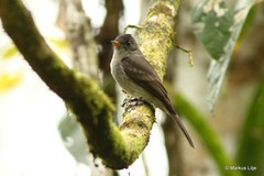 Contopus cinereus