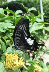 Papilio iswara