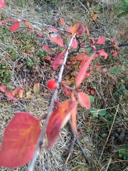 Cotoneaster cinnabarinus