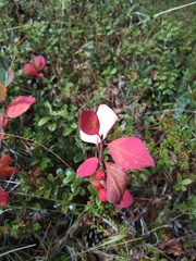 Cotoneaster cinnabarinus
