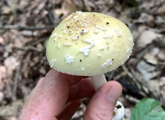 Amanita russuloides