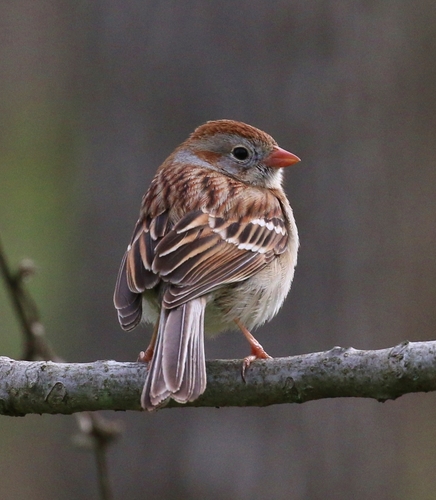 Field Sparrow, photo 6 of 10