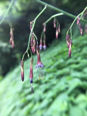 Notoseris melanantha