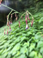 Notoseris melanantha