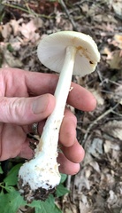 Amanita russuloides