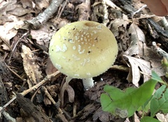 Amanita russuloides