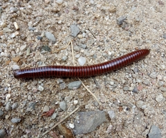 Pachyiulus hungaricus