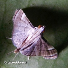 Cangetta hartoghialis