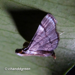 Cangetta hartoghialis