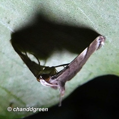 Cangetta hartoghialis