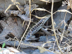 Heremites auratus