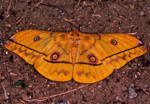 Nudaurelia petiveri