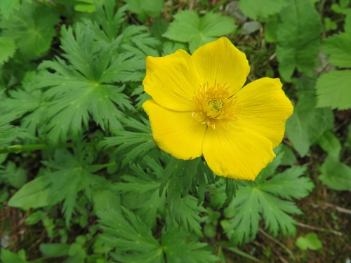 Image of Trollius shinanensis by (c) Marco Mussita, some rights reserved (CC BY)