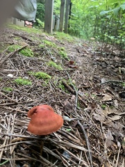 Cortinarius cinnabarinus