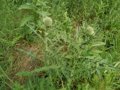 Echinops chantavicus
