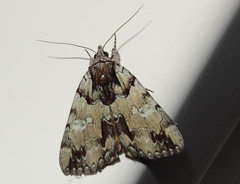Catocala praeclara