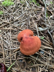Cortinarius cinnabarinus