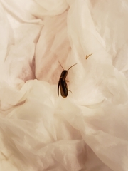 Conoderus vespertinus