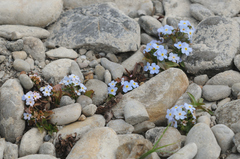 Myosotis rehsteineri