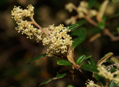 Pomaderris racemosa