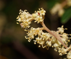 Pomaderris racemosa