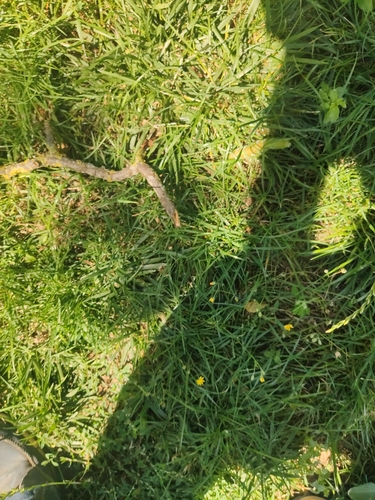 Sphinx ligustri