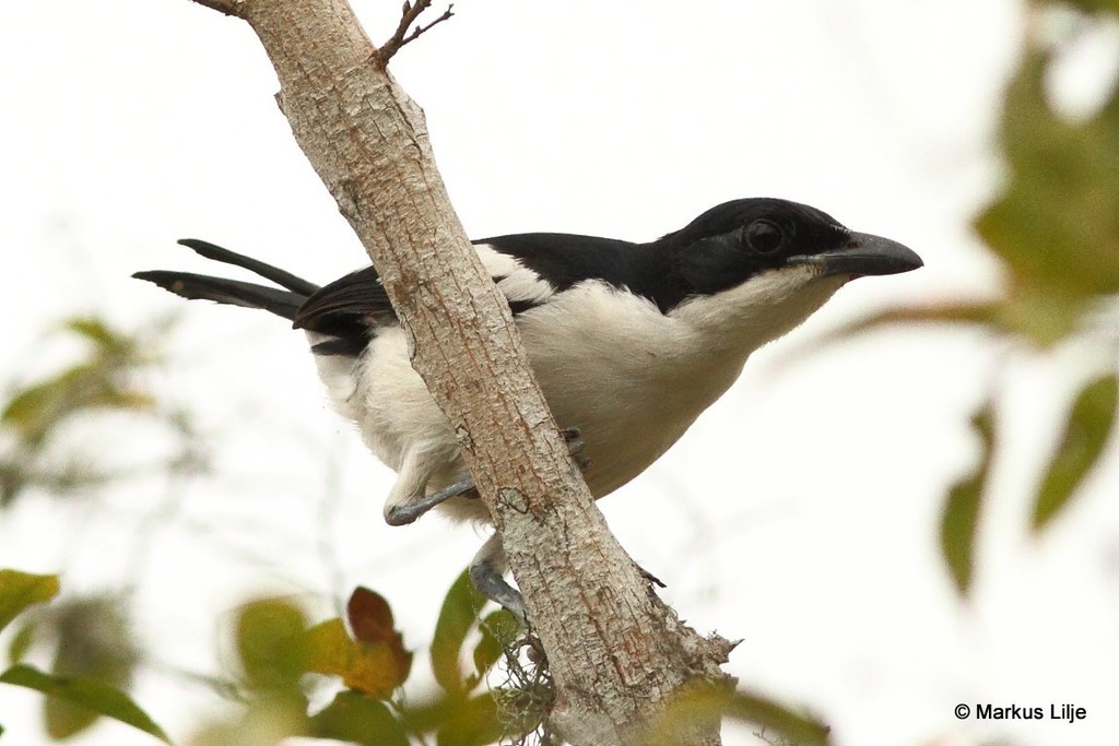 Swamp Boubou