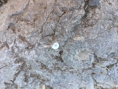 Helicella itala