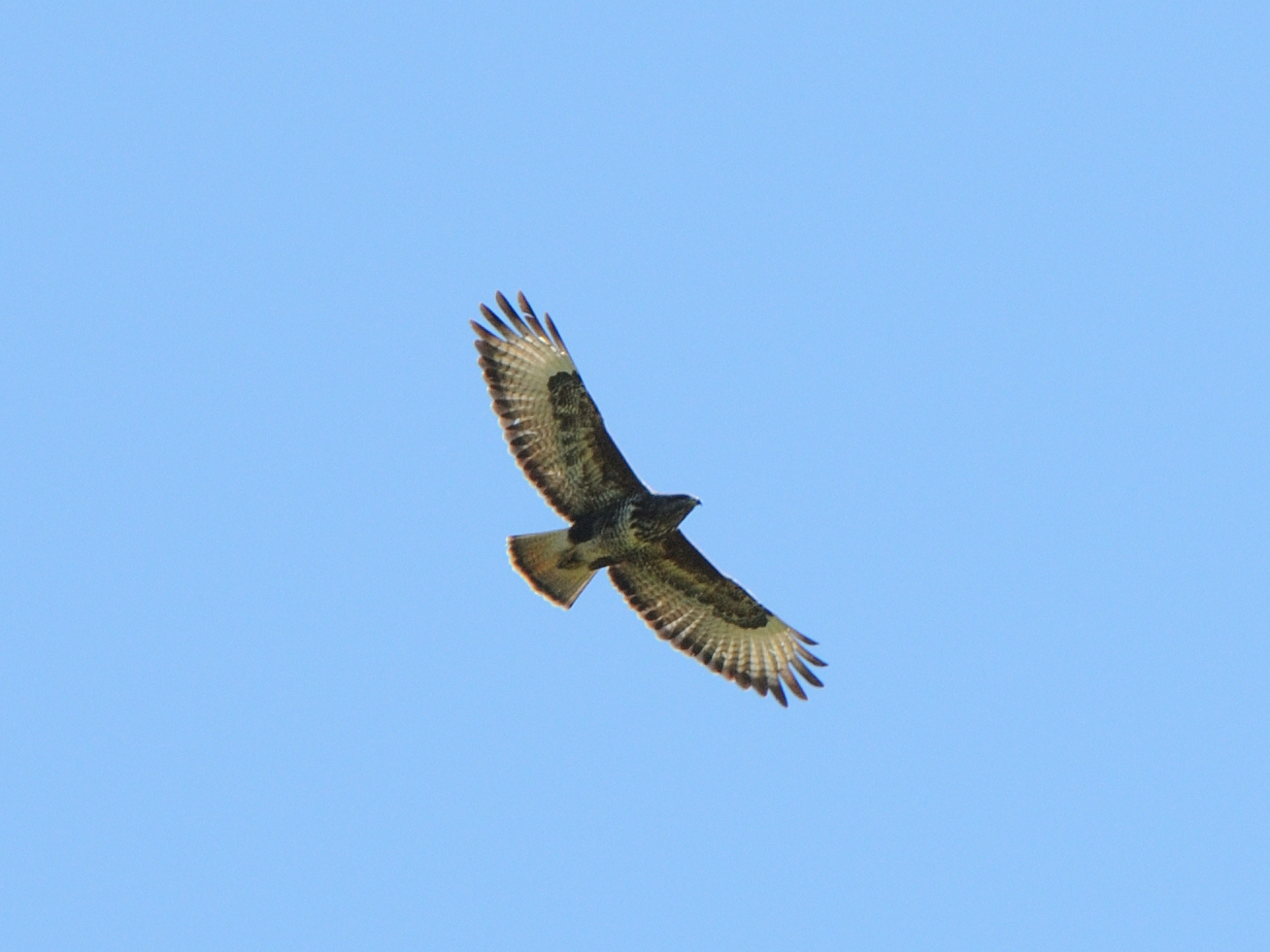 Common Buzzard