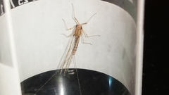Ephemeroptera