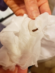 Conoderus vespertinus