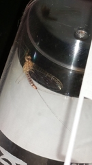 Ephemeroptera