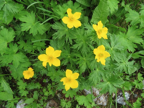 Image of Trollius shinanensis by (c) Marco Mussita, some rights reserved (CC BY)