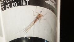 Ephemeroptera