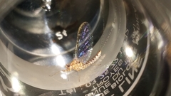 Ephemeroptera