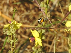 Amegilla