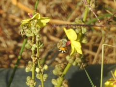 Amegilla