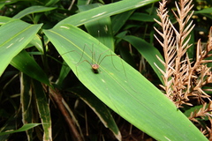 Gagrellula ferruginea