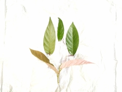 Ficus sagittata