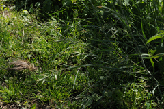 Bromus hordeaceus hordeaceus