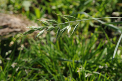 Bromus hordeaceus hordeaceus