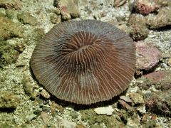 Pleuractis moluccensis