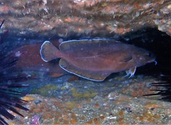 Lotella rhacina