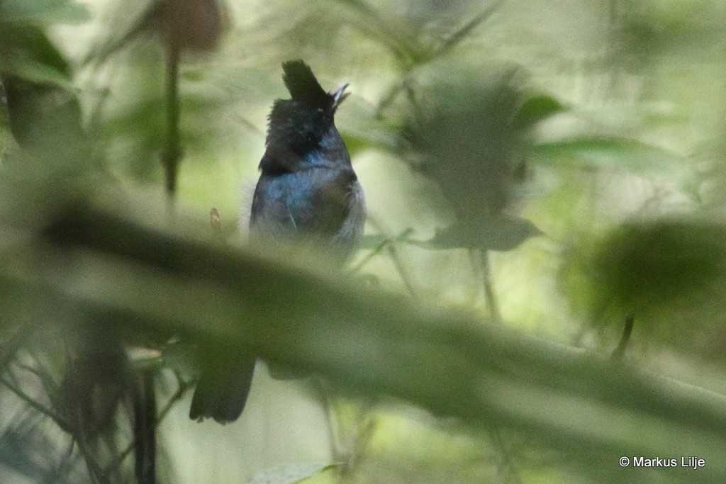 Blue-headed Crested Flycatcher photo