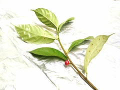 Ficus montana