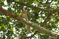 Indicator variegatus